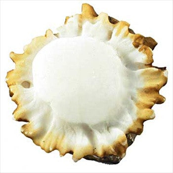 Sierra Lifestyles 681357: Deer Burr Cabinet Knob - Blank (Round)