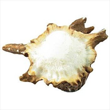 Sierra Lifestyles 681358: Deer Burr Cabinet Knob - Non-Typical