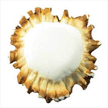 Sierra Lifestyles 681359: Elk Burr Cabinet Knob - Blank