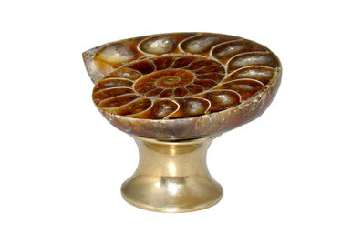 Myterra C50.AMON.03: 50mm Ammonite Fossil Cabinet Knob - Polished Brass