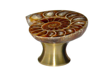 Myterra C50.AMON.04: 50mm Ammonite Fossil Cabinet Knob - Satin Brass