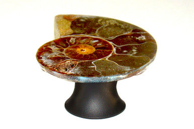 Myterra C50.AMON.19: 50mm Ammonite Fossil Cabinet Knob - Matte Black