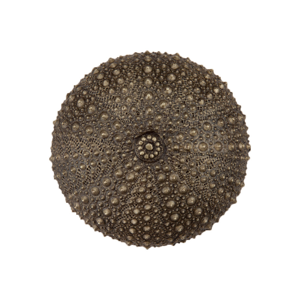 Acorn DP7AP: 1-1/2" Sea Urchin Cabinet Knob - Antique Brass