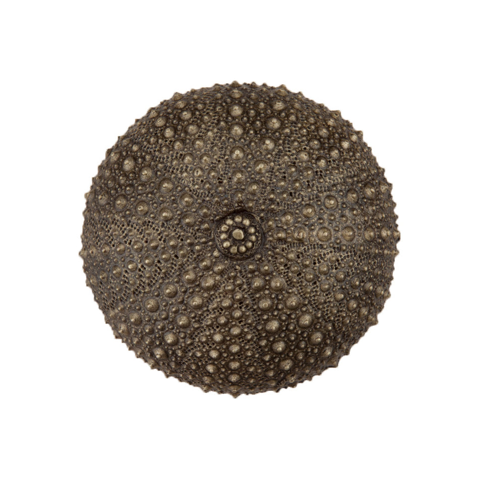Acorn DP7AP: 1-1/2" Sea Urchin Cabinet Knob - Antique Brass