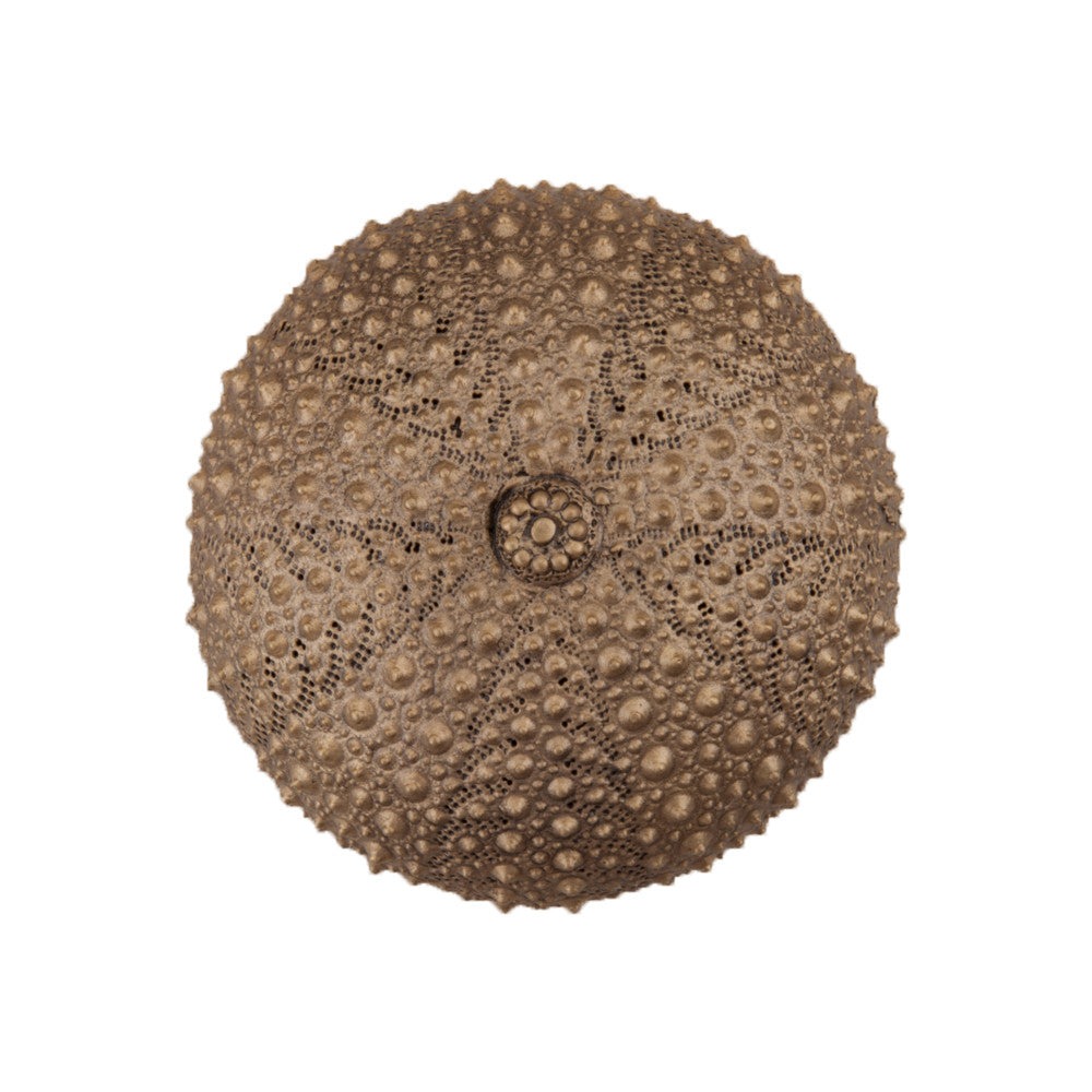 Acorn DP7GP: 1-1/2" Sea Urchin Cabinet Knob - Museum Gold