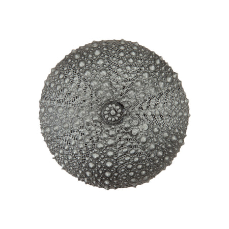 Acorn DP7PP: 1-1/2" Sea Urchin Cabinet Knob - Antique Pewter