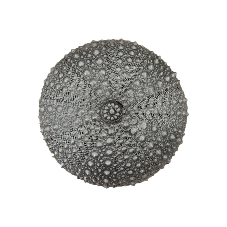 Acorn DP7PP: 1-1/2" Sea Urchin Cabinet Knob - Antique Pewter