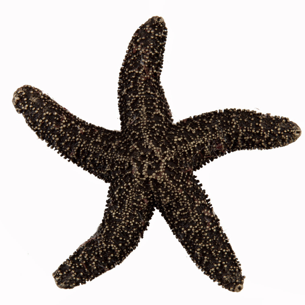 Acorn DPKAP: 2-1/4" Natural Starfish Cabinet Knob - Antique Brass