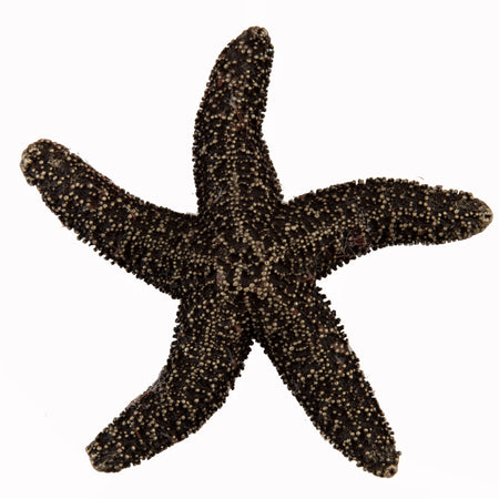 Acorn DPKAP: 2-1/4" Natural Starfish Cabinet Knob - Antique Brass