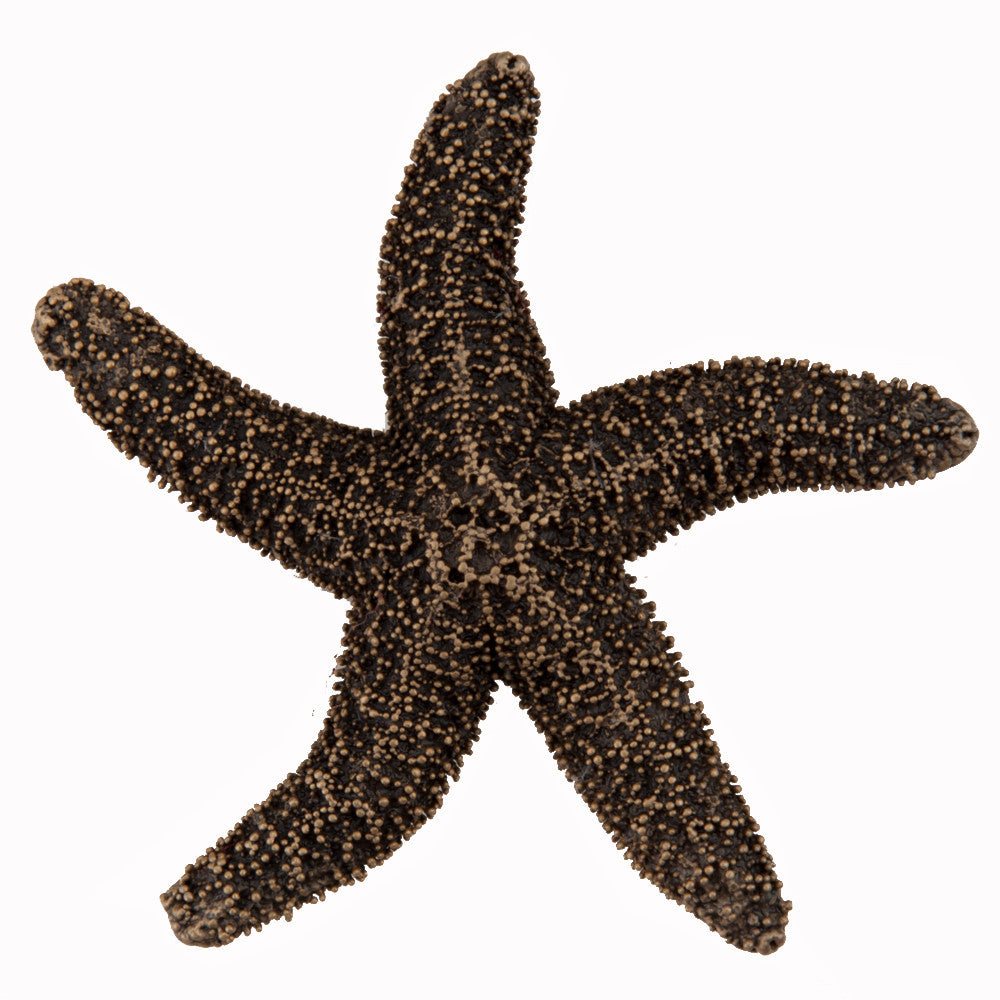Acorn DPKGP: 2-1/4" Natural Starfish Cabinet Knob - Museum Gold