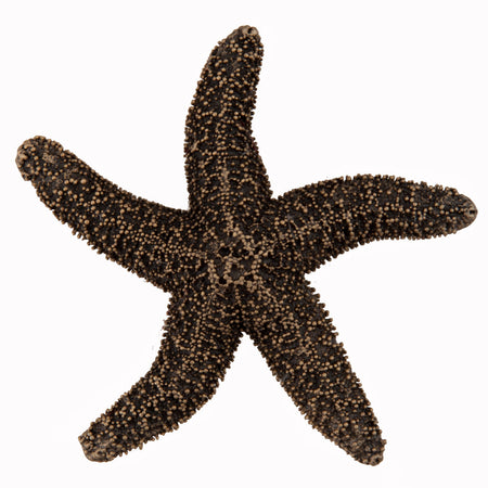 Acorn DPKGP: 2-1/4" Natural Starfish Cabinet Knob - Museum Gold