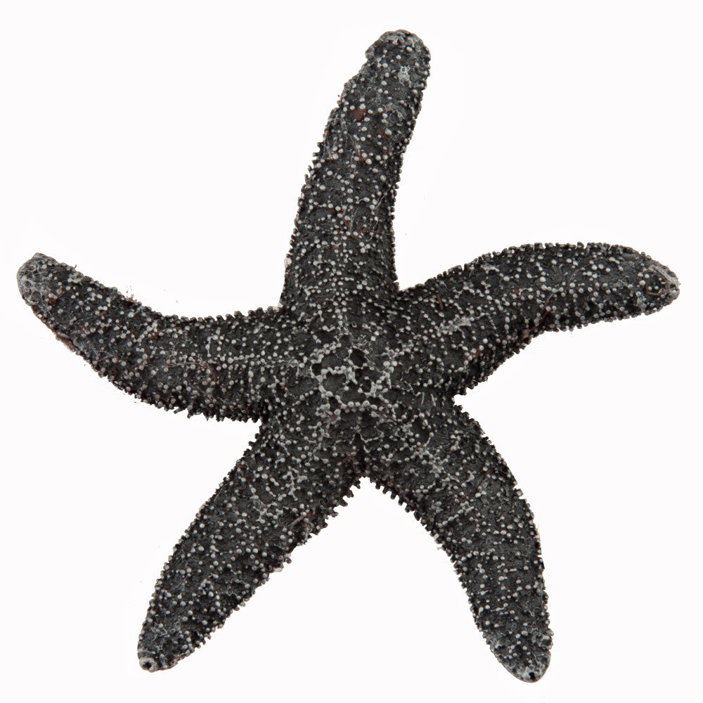 Acorn DPKPP: 2-1/4" Natural Starfish Cabinet Knob - Antique Pewter