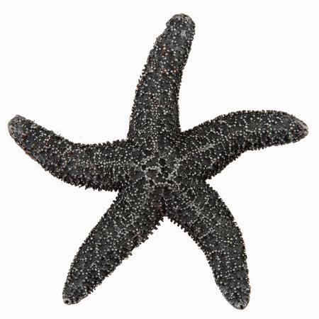 Acorn DPKPP: 2-1/4" Natural Starfish Cabinet Knob - Antique Pewter