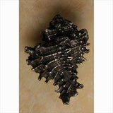 Anne At Home 170: Conch Sea Shell Cabinet Knob